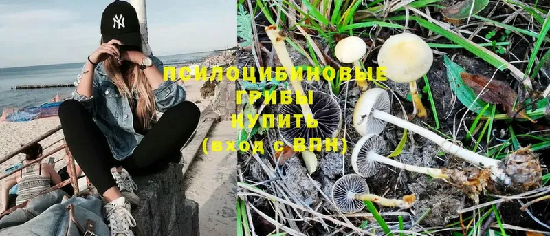 Галлюциногенные грибы MAGIC MUSHROOMS  Белогорск 